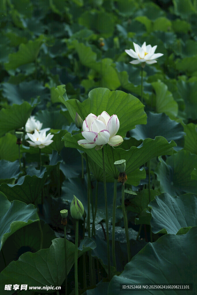 芙蓉 