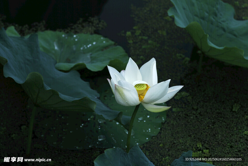 白荷
