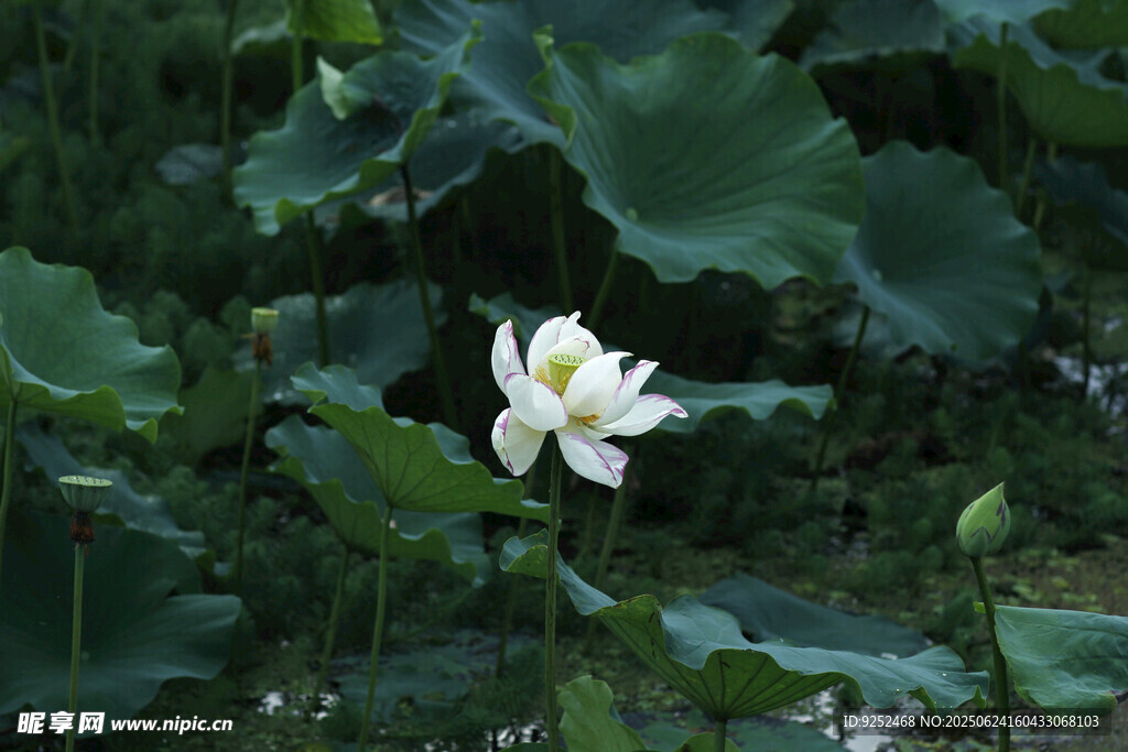 荷花池 