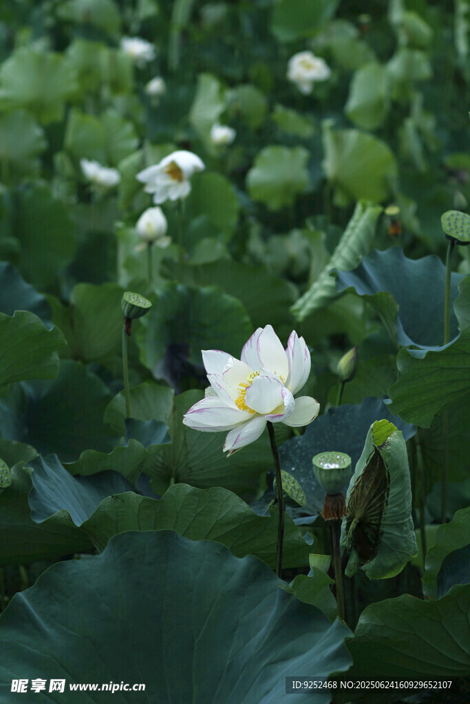 荷花