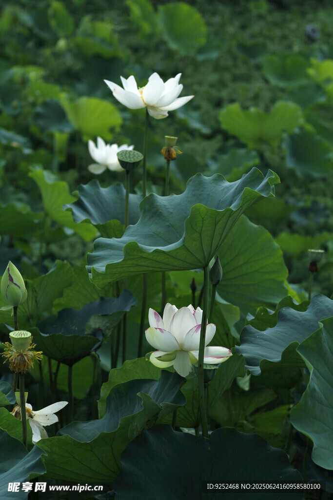 白莲花 