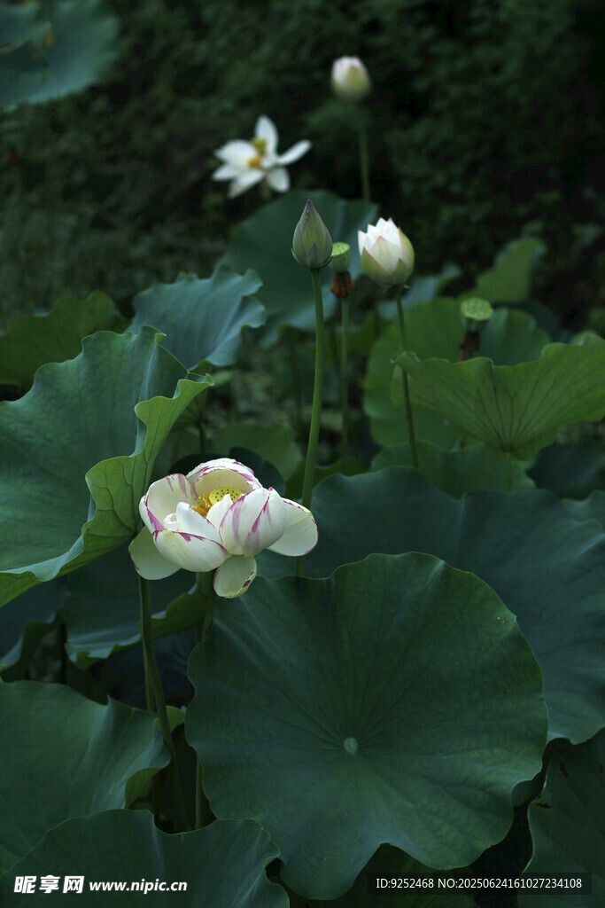  荷塘