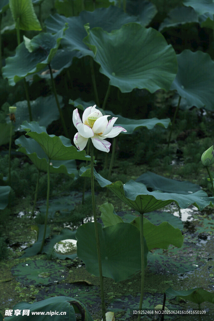  荷花