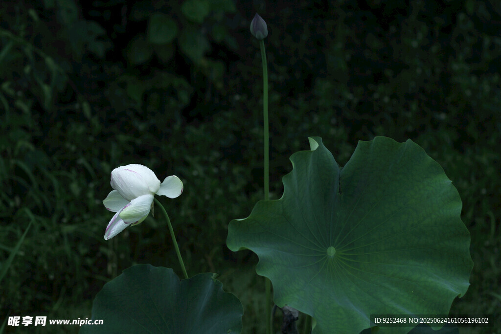 雨荷 