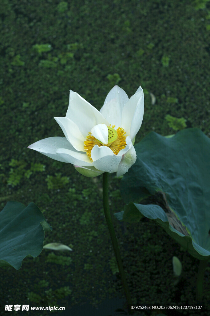 白荷 