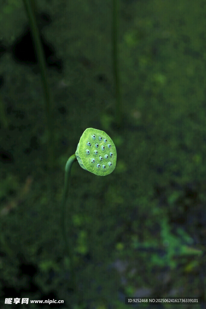 莲蓬 