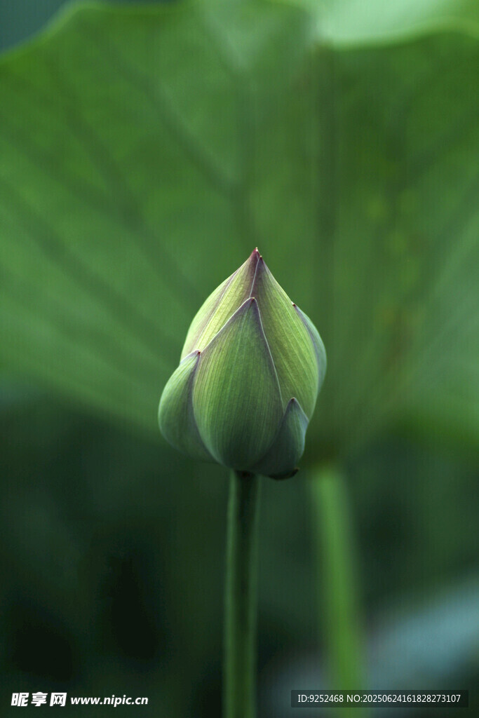 荷花苞