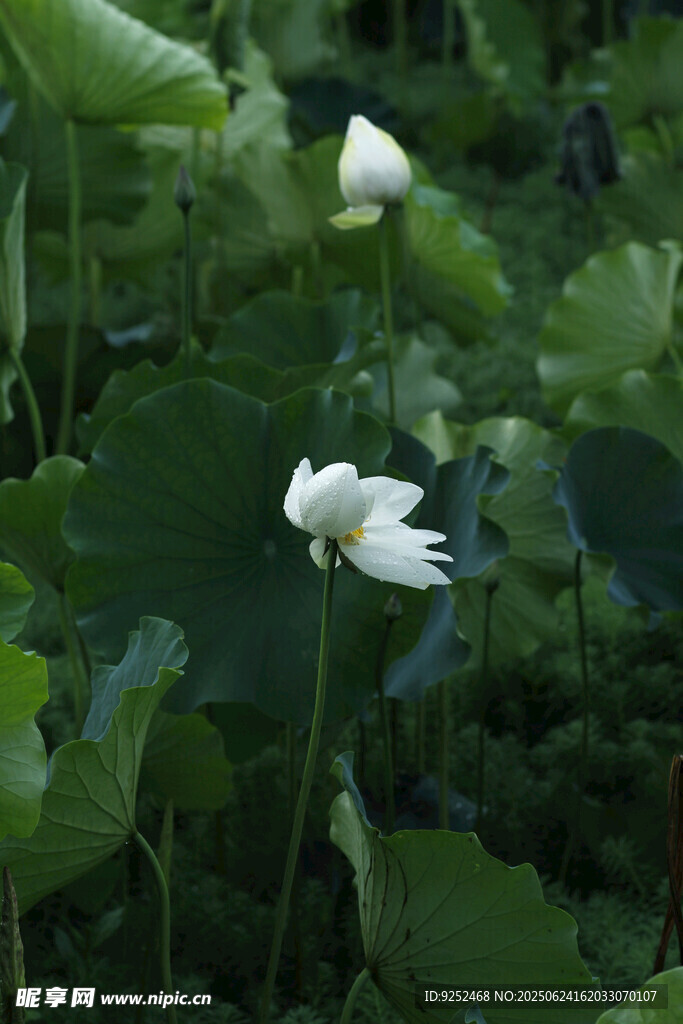  荷花