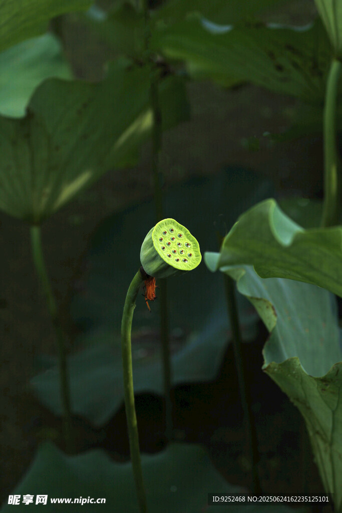  莲蓬