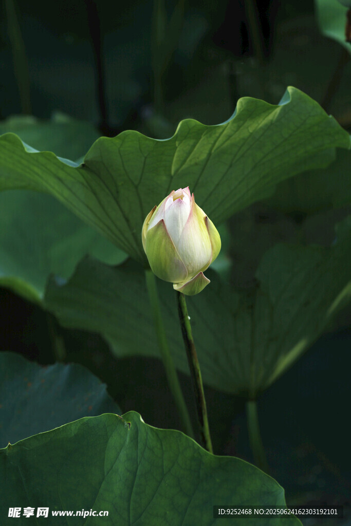 荷花苞