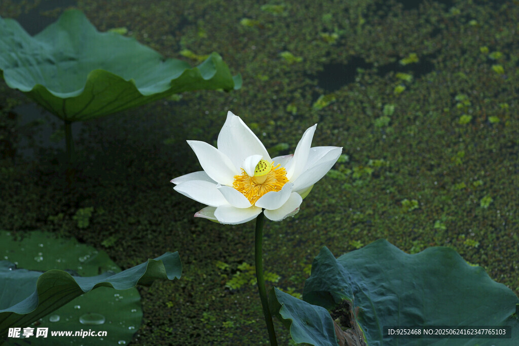 白色荷花 