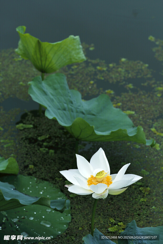 白荷花 