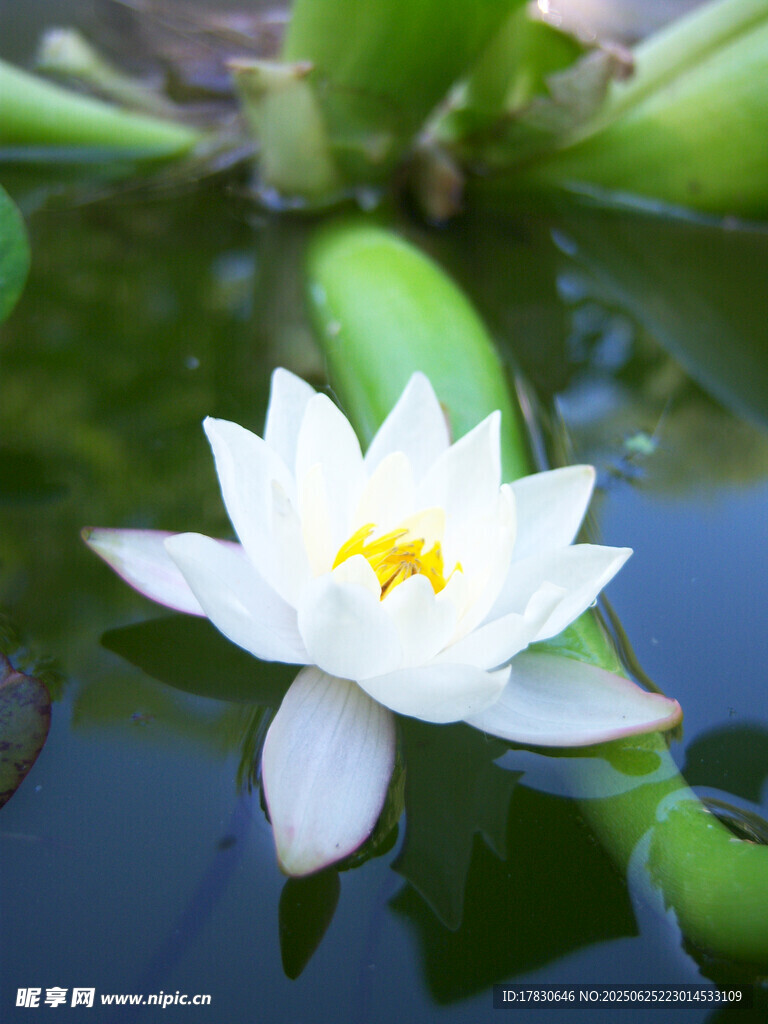水中绽放的白色睡莲