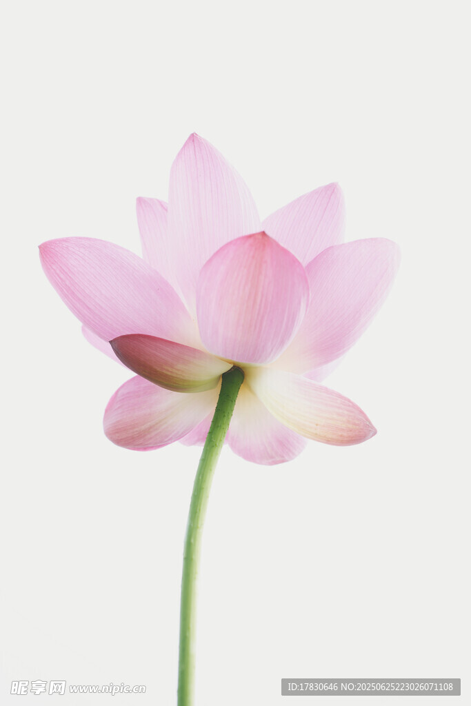 单枝粉色荷花特写