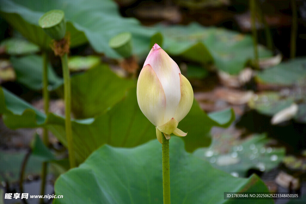 含苞待放的荷花