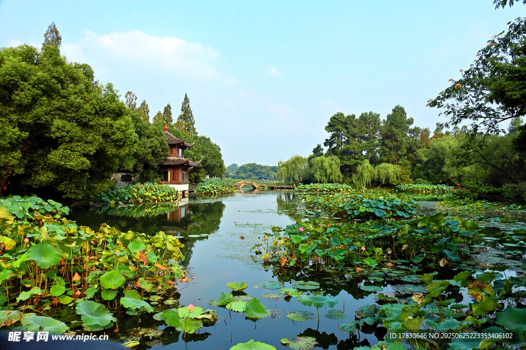 夏日荷塘美景