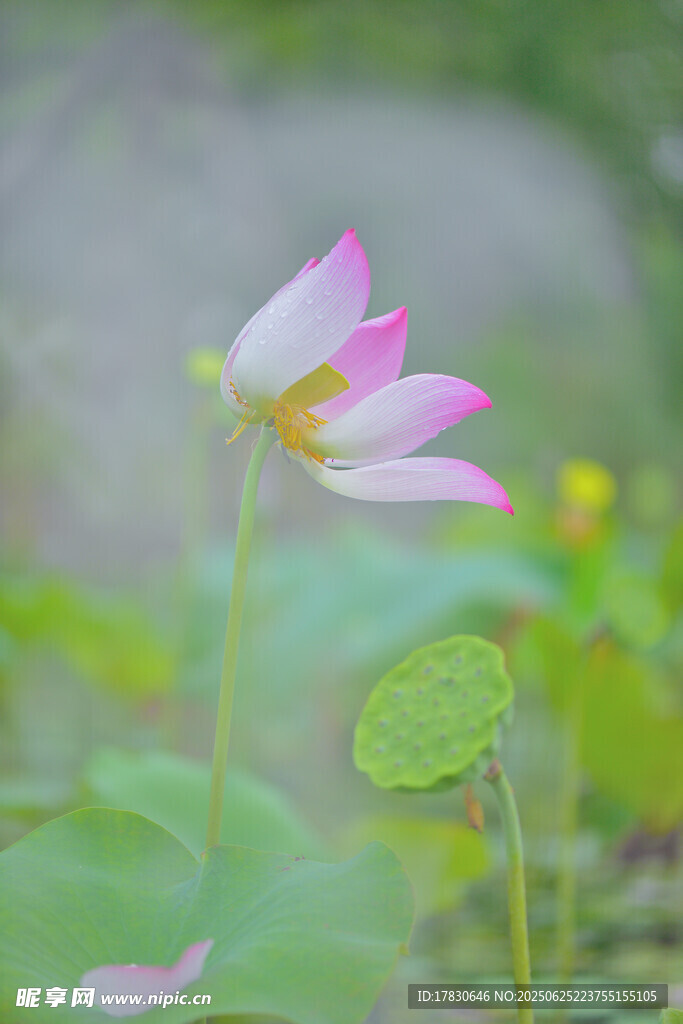娇艳荷花绽放于绿意间