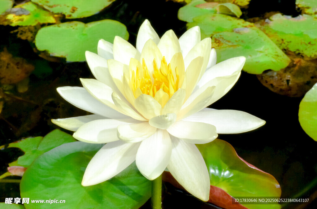 洁白睡莲绽放于绿叶间