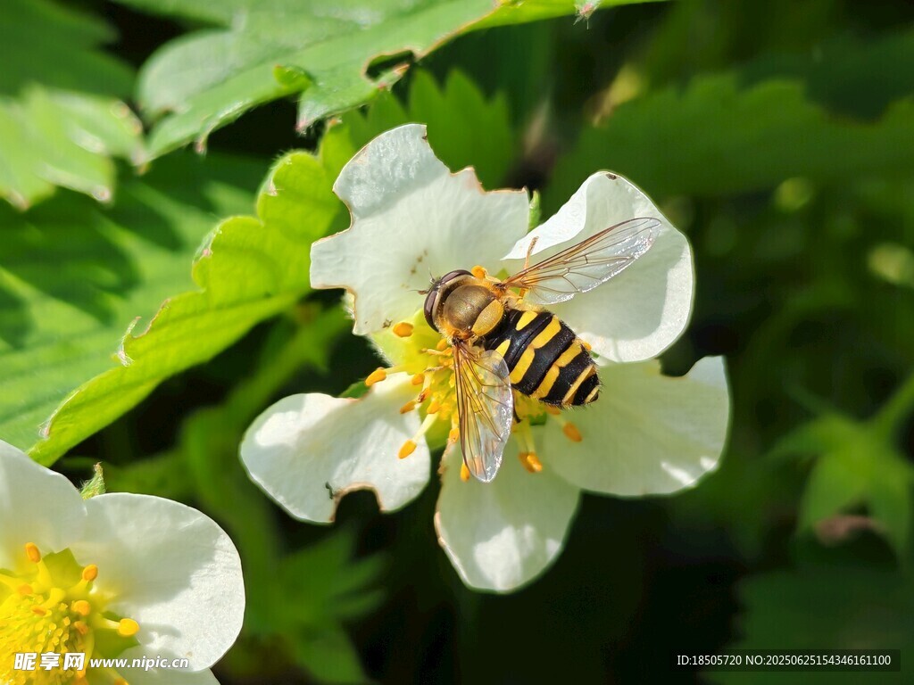 蜜蜂采蜜
