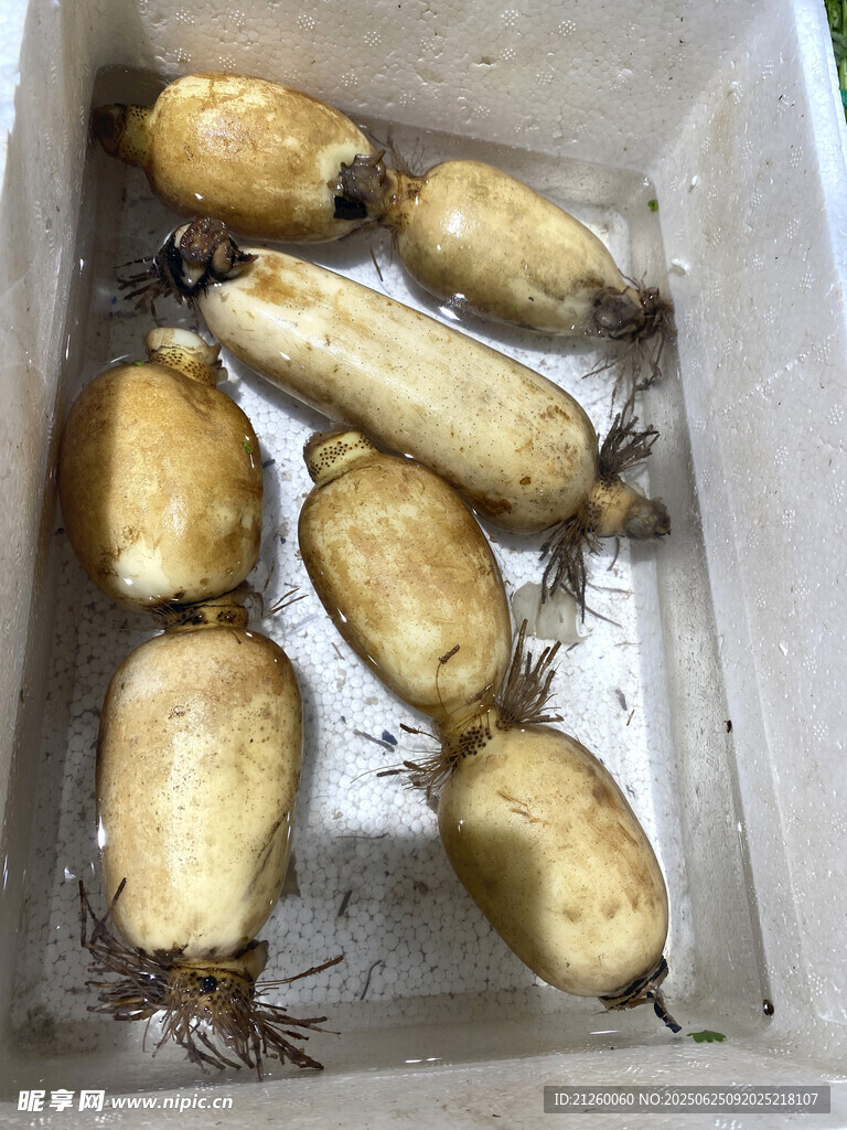 新鲜莲藕