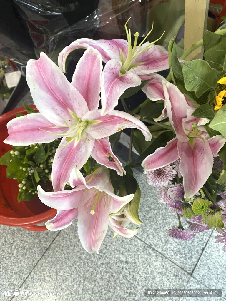 百合花绽放