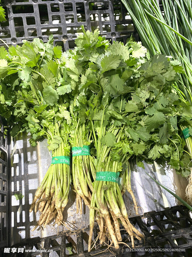 新鲜香菜带根