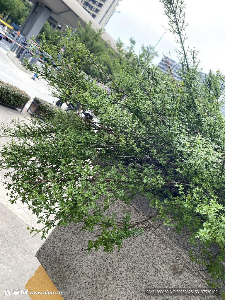 迎春花