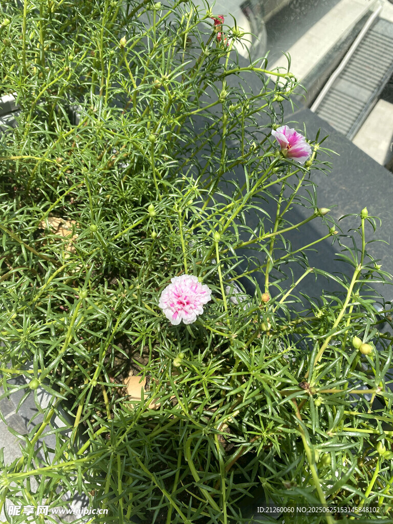 大花马齿苋