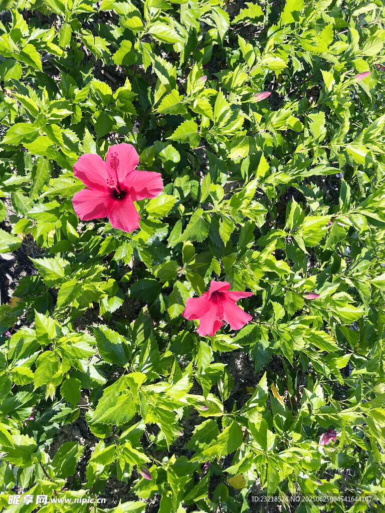朱槿花