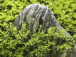 石隐绿植间