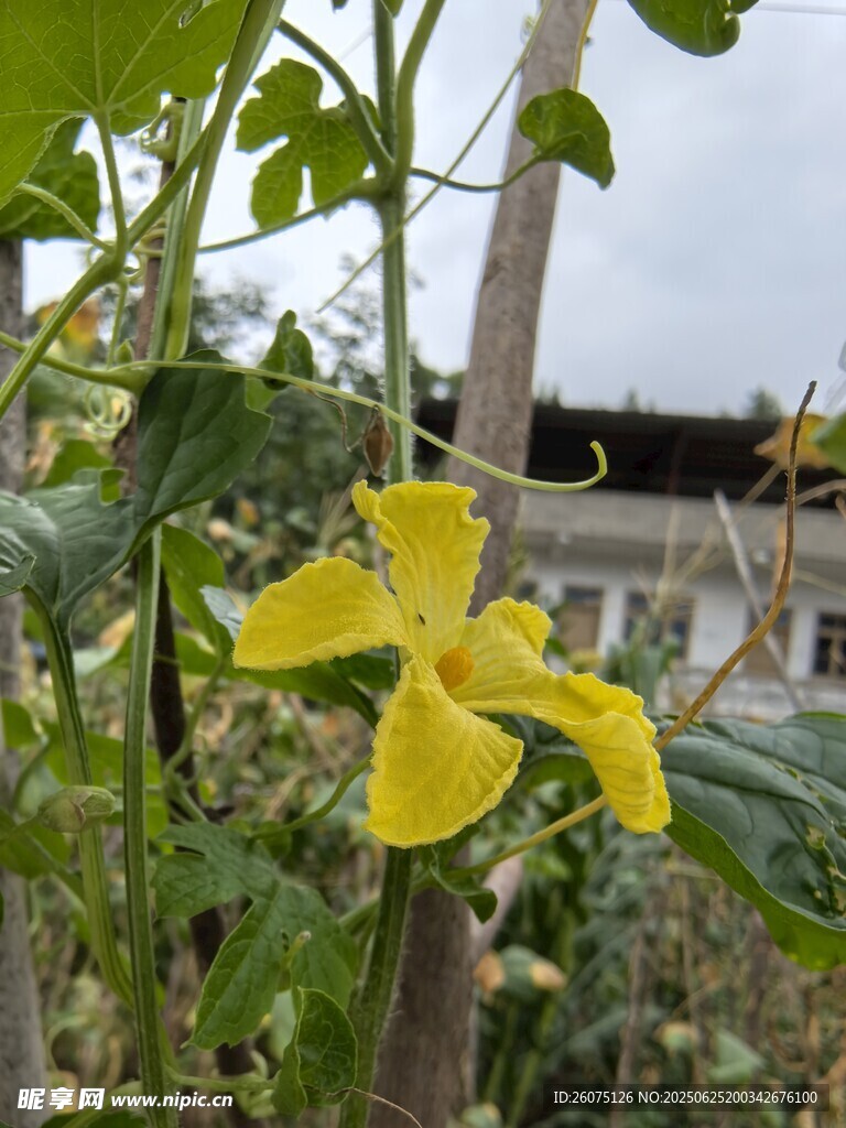 黄色绽放的瓜类花朵