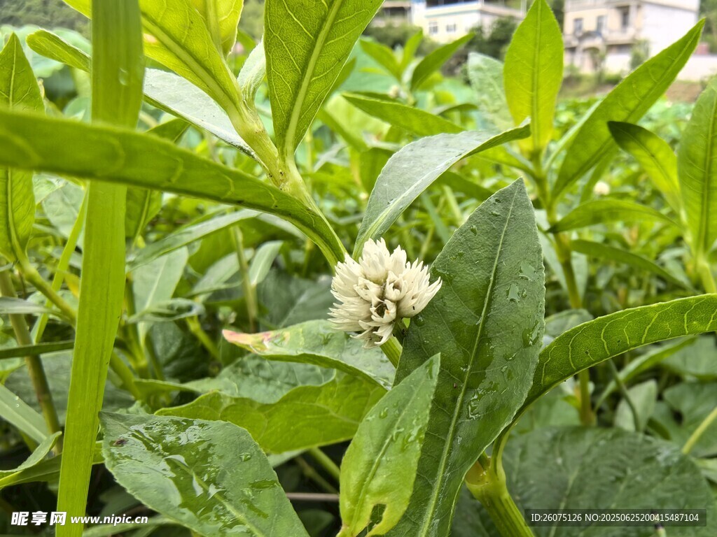 绿叶丛中的白色小花