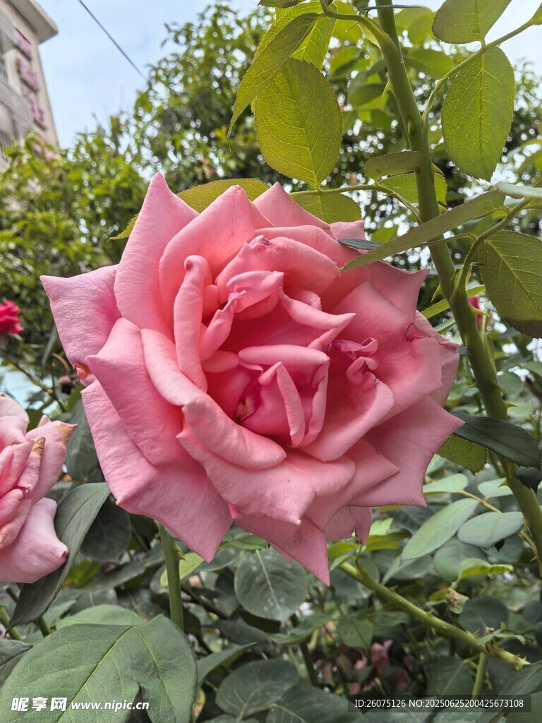 娇艳粉色月季花绽放