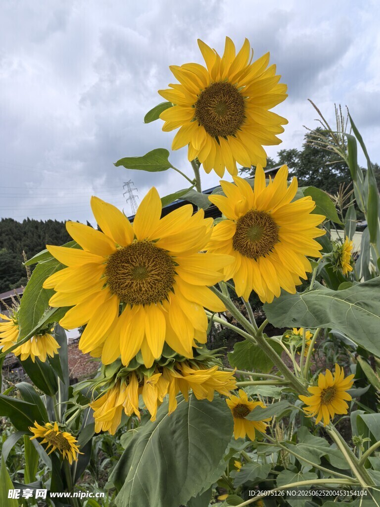 向日葵花海绽放
