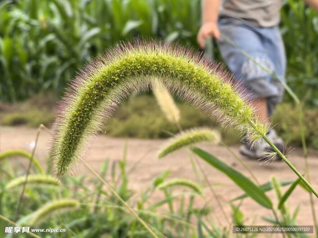 弯曲的狗尾巴草与行人
