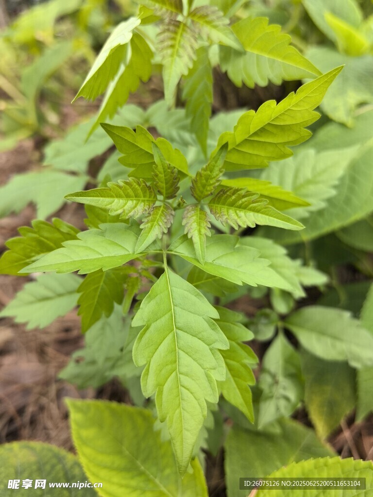 嫩绿桑叶植株特写