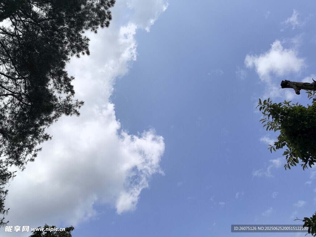 仰望蓝天绿树间的白云