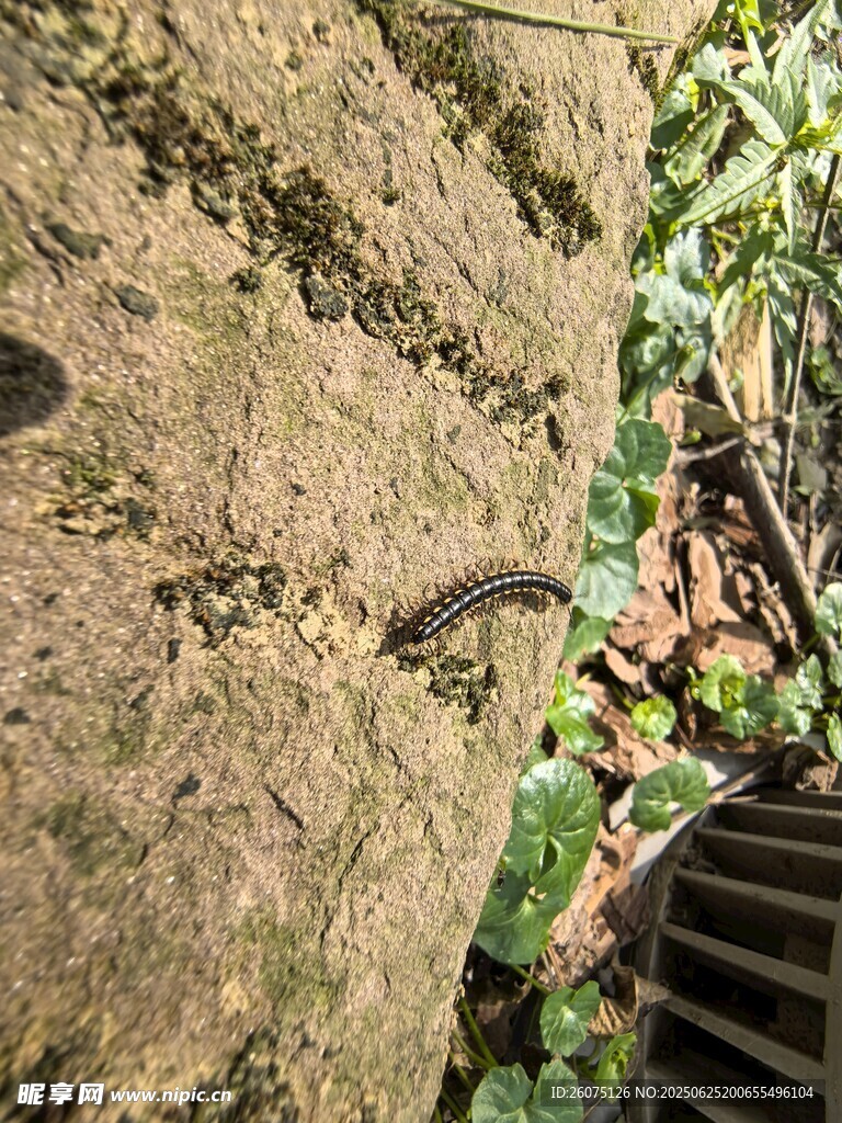 石头上的爬虫
