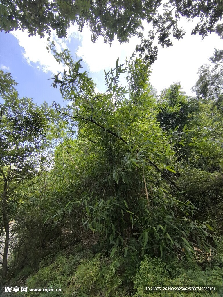 繁茂山林绿意盎然