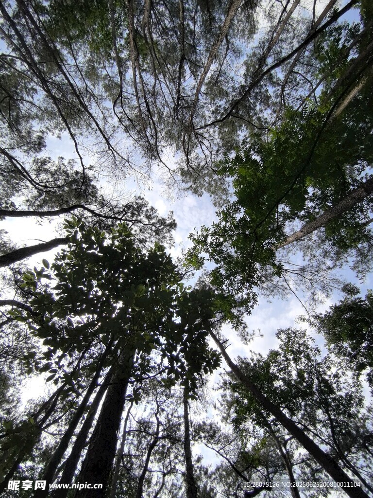 仰视茂密森林高大树木