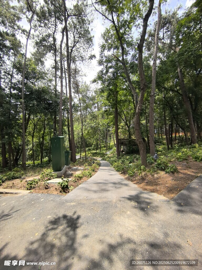 林间小道