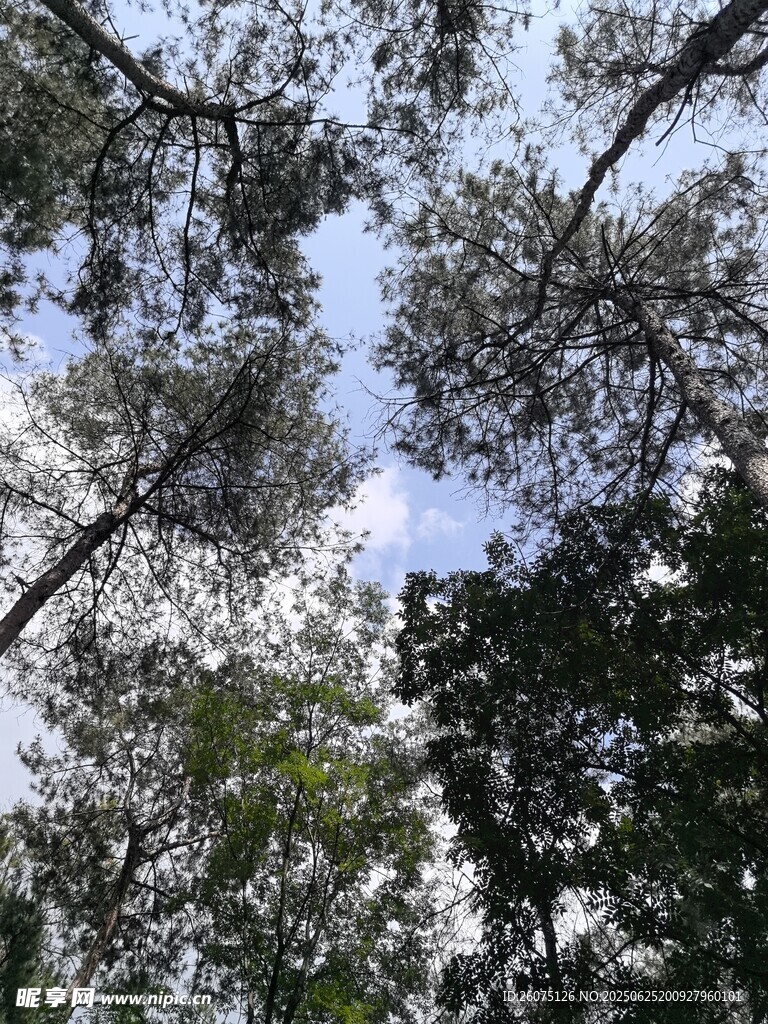 仰视茂密树林与蓝天