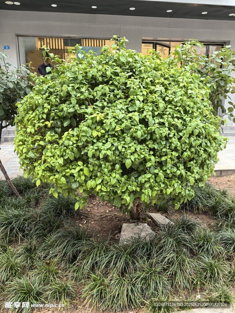 球形绿植景观