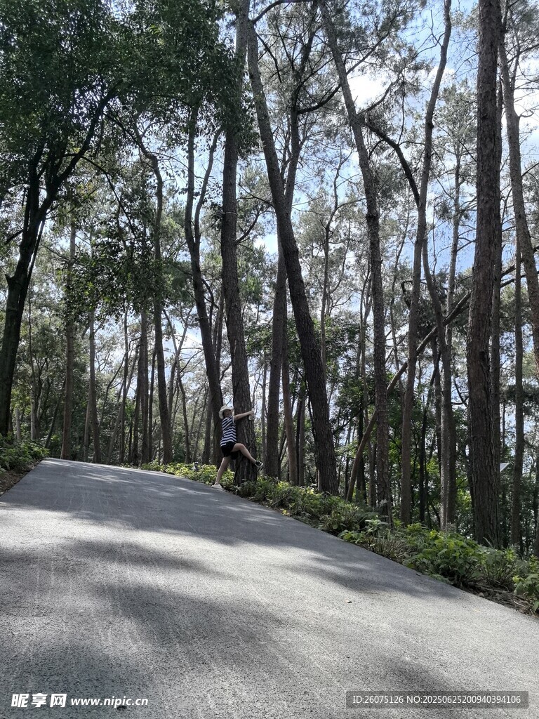 林间静谧小路