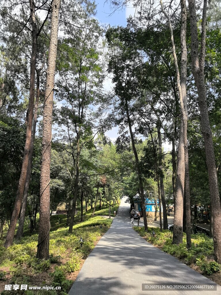 林间幽静小路
