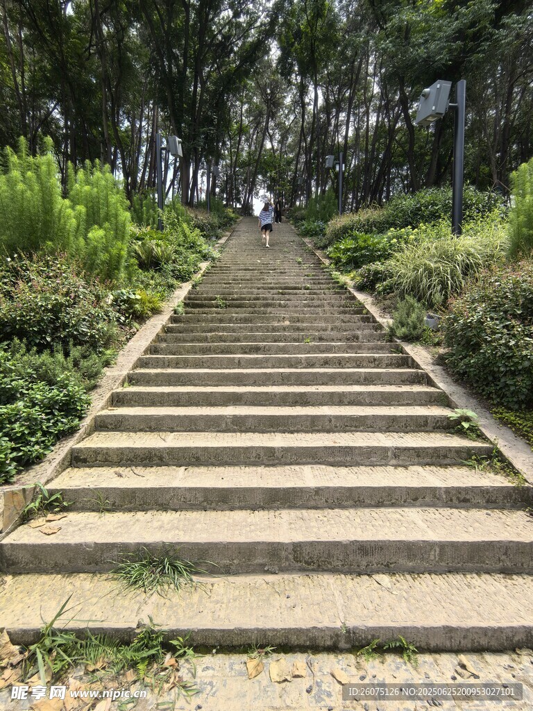 林间石阶