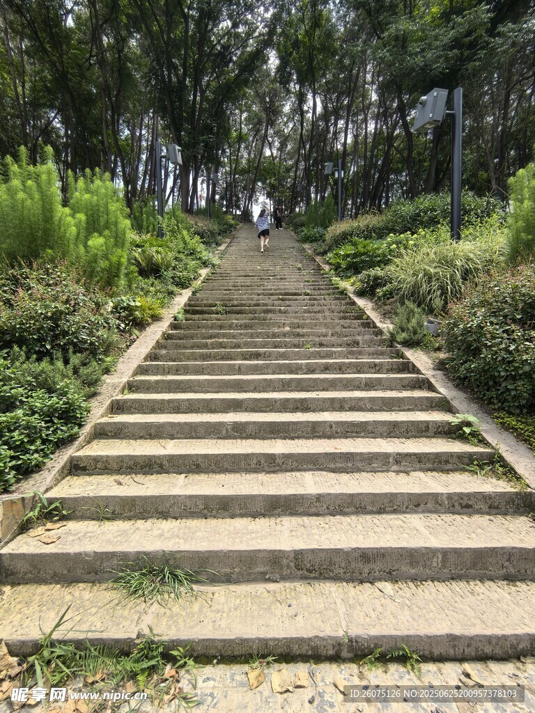 林间石阶步道