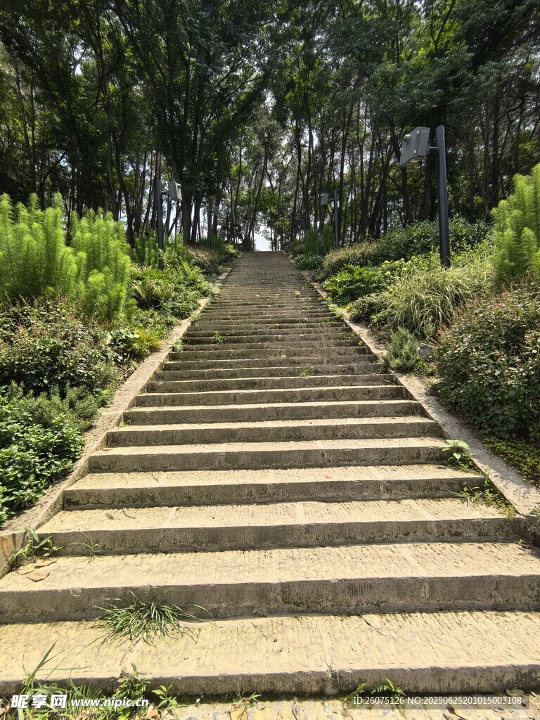 林间石阶小道