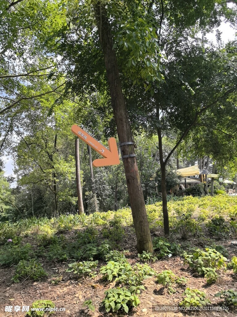 户外树林绿植景观