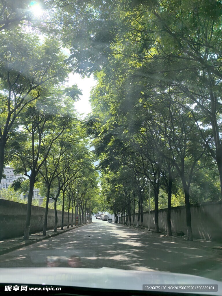 林荫道路上的惬意驾驶